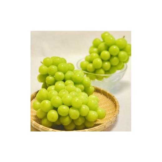 ふるさと納税 ぶどう 山梨県 山梨市 2026年先行受付 訳あり 生産者直送シャインマスカット 計1kg 味には妥協なし 1681114