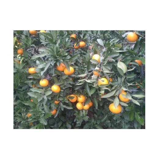 ふるさと納税 みかん・柑橘類 山口県 周防大島町 周防大島産 石地みかん(中生種)5kg