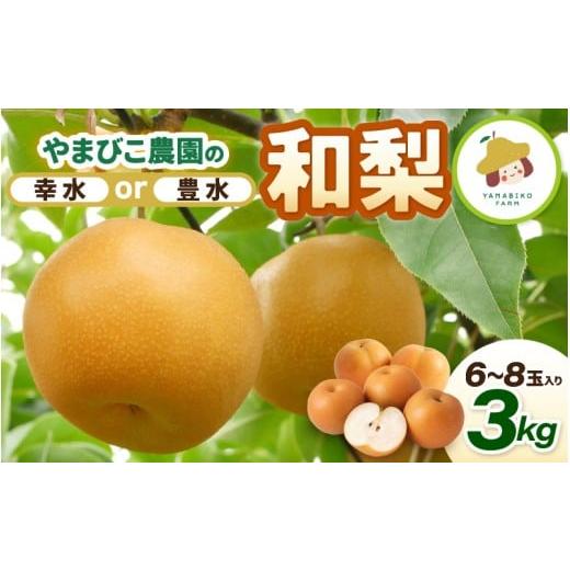 ふるさと納税 梨 福井県 坂井市 先行予約 和梨 3kg (3L〜5Lサイズ) 6~8玉入り 幸水梨 坂井北部丘陵地でたっぷり潮風を浴びて育ったやまびこ農園の和梨 2026年…