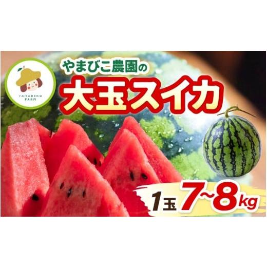 ふるさと納税 スイカ 福井県 坂井市 先行予約 やまびこ農園の大玉スイカ 1玉 (7~8kg) 2026年6月中旬以降順次発送予定 スイカ 西瓜 すいか デザート 果物 くだ…