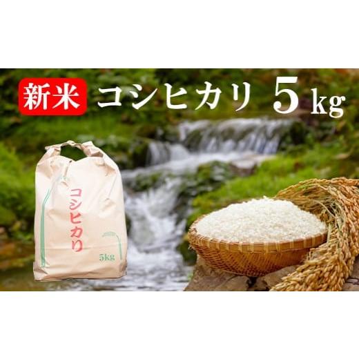 ふるさと納税 米 ミルキークイーン 山梨県 富士川町 数量限定 山梨県産 [新米]コシヒカリ 5kg こしひかり お米 米 精米 色彩選別 ライス 山梨 やまなし…