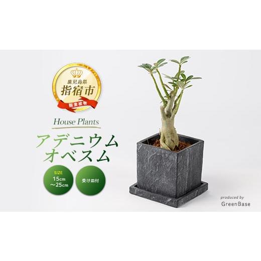 ふるさと納税 花・苗木 鹿児島県 指宿市 2026年5月中旬〜発送 観葉植物 アデニウム・オベスム15cm〜25cm (Green Base/016-2056) 南国鹿児島県で育った 観葉植…