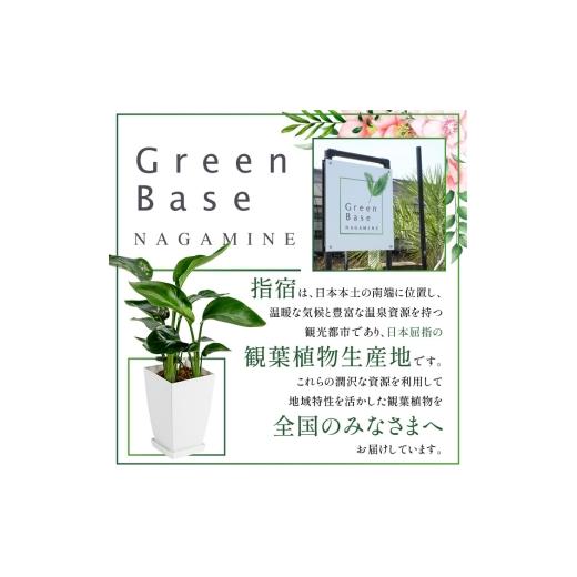 ふるさと納税 花・苗木 鹿児島県 指宿市 観葉植物 ソテツ60cm〜80cm