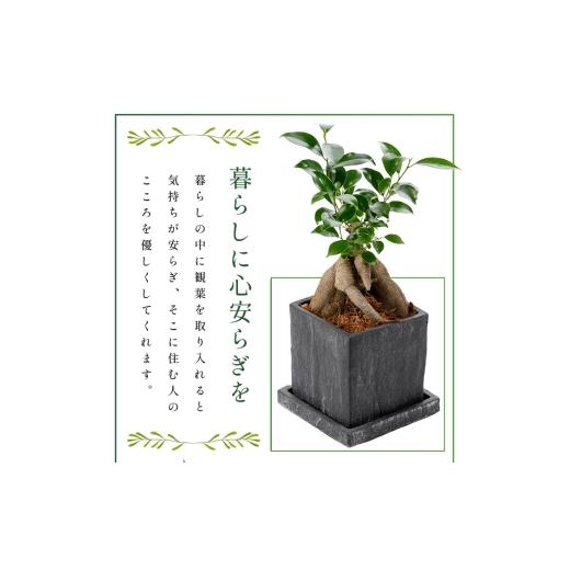 ふるさと納税 花・苗木 鹿児島県 指宿市 観葉植物 ソテツ60cm〜80cm