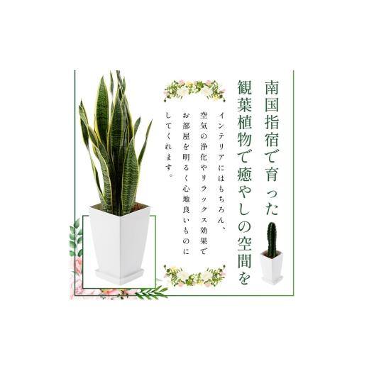 ふるさと納税 花・苗木 鹿児島県 指宿市 観葉植物 ソテツ60cm〜80cm