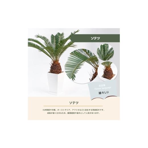 ふるさと納税 花・苗木 鹿児島県 指宿市 観葉植物 ソテツ60cm〜80cm