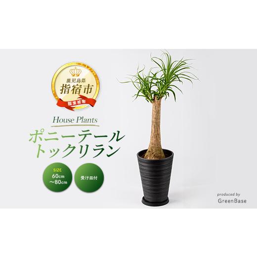 ふるさと納税 花・苗木 鹿児島県 指宿市 2026年1月中旬〜発送 観葉植物 ポニーテール(トックリラン) 60cm〜80cm (ブラックシュエット鉢) (Green Base/035-204…