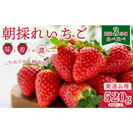 ふるさと納税 いちご 茨城県 常陸太田市 いちご3種 食べ比べ 2パック×1箱 2026年 先行予約 | 苺 イチゴ いちご 香り 大粒 いばらキッス ひたち姫 やよいひめ …
