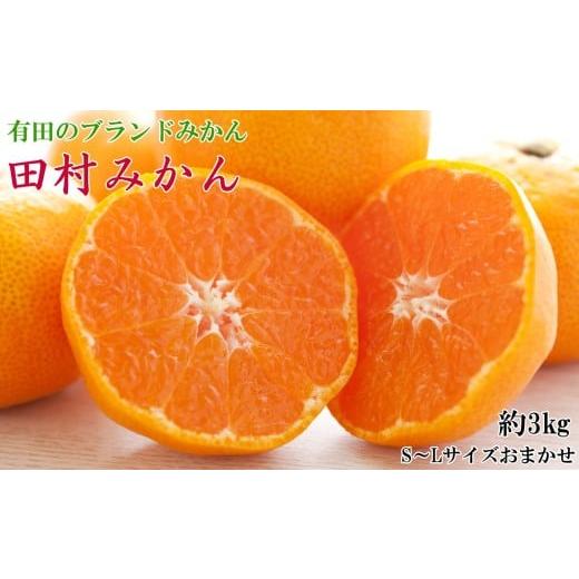 ふるさと納税 果物類 みかん 和歌山県 太地町 ブランドみかん 田村みかん約3kg(S.M.Lサイズおまかせ・秀品) 2025年11下旬〜2025年12月下旬頃に順次発送 tecj1…