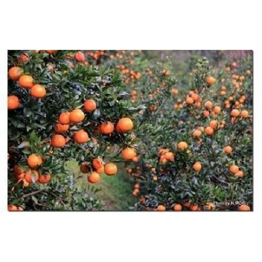 ふるさと納税 みかん・柑橘類 鹿児島県 瀬戸内町 2026年発送 先行予約 武富農園の奄美たんかん 約6kg(3kg×2箱)