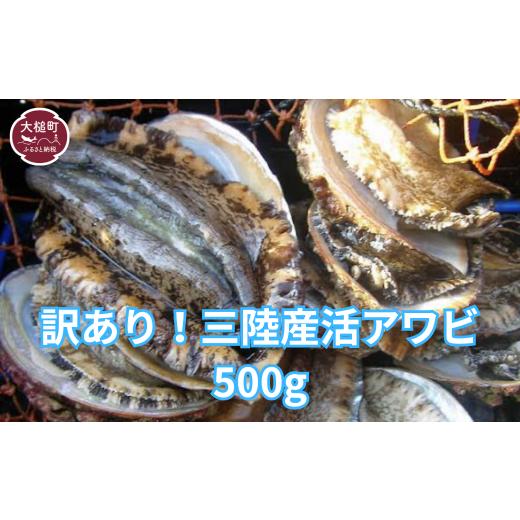 ふるさと納税 魚貝類 アワビ 岩手県 大槌町 訳あり 2025年11月〜12月発送 活アワビ 500g (4個〜6個) 期間限定 配送日・曜日指定不可 |11月〜12月発送 三陸 …