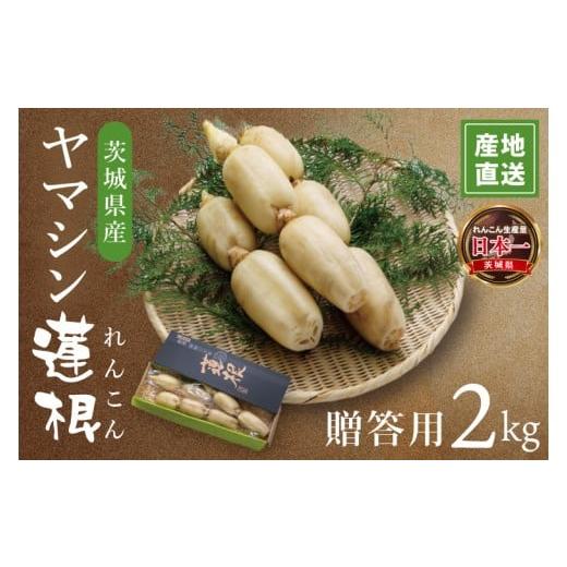 ふるさと納税 人参・大根・他根菜 茨城県 阿見町 ヤマシン蓮根 贈答用2kg|レンコン 贈答 プレゼント 食物繊維 新鮮 シャキシャキ 茨城県 阿見町 (98-01)