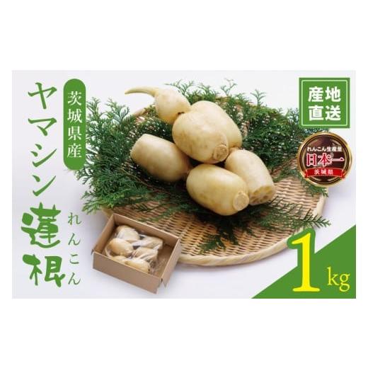 ふるさと納税 人参・大根・他根菜 茨城県 阿見町 ヤマシン蓮根 1kg|レンコン 食物繊維 新鮮 シャキシャキ 茨城県 阿見町(98-02)