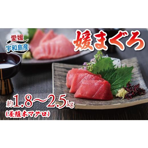 ふるさと納税 マグロ 愛媛県 宇和島市 2026年1月14日発送 本マグロ ブロック 1.8〜2.5kg 媛まぐろ ダイニチ マグロ 赤身 中トロ 大トロ 部位 指定不可 マグロ…