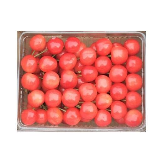 ふるさと納税 果物類 さくらんぼ 山形県 上山市 温室さくらんぼ(佐藤錦)500g ご家庭用