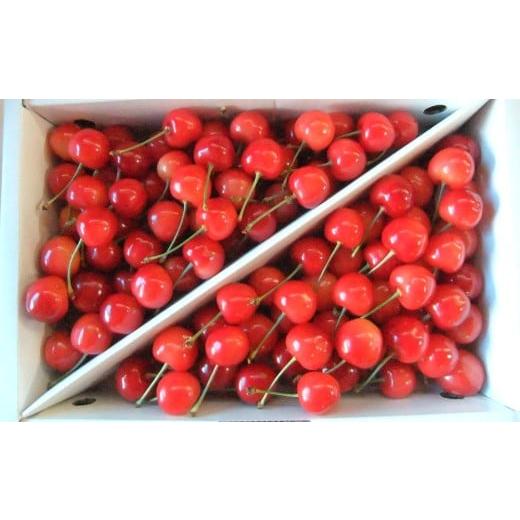 ふるさと納税 果物類 さくらんぼ 山形県 上山市 さくらんぼ(佐藤錦)1kg ご家庭用