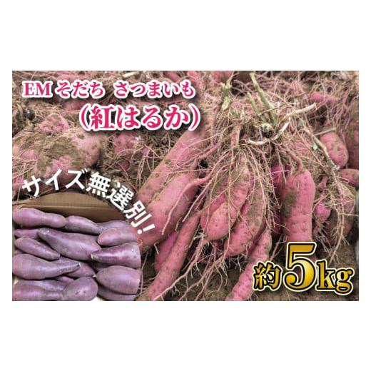 ふるさと納税 野菜類 サツマイモ 茨城県 行方市 2026年1月上旬より順次発送 訳あり 無選別「はるかにおいしいさつまいも」EMそだち紅はるか 約5kg|さつまい…