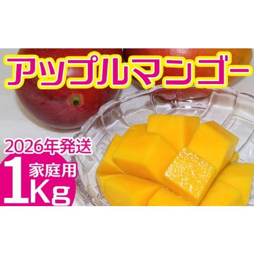 ふるさと納税 マンゴー 沖縄県 名護市 2026年発送 ご家庭で美味しく アップルマンゴー約1kg つは農園 フルーツ 果物 期間限定 数量限定 先行予約 南国 プレ…