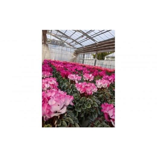 ふるさと納税 雑貨・日用品 花 栃木県 日光市 シクラメン 5号鉢 |シクラメン 花 生花 鉢植え ギフト プレゼント 贈り物 記念日 イベント クリスマス 季節限定…