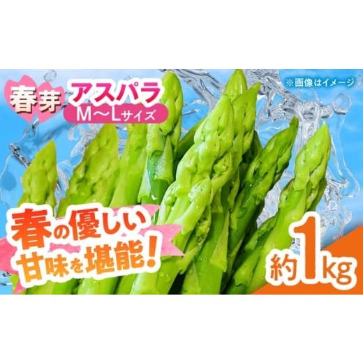 ふるさと納税 野菜類 アスパラガス 熊本県 山鹿市 先行予約 山鹿市産 いけだ農園のアスパラガス 春芽(M~Lサイズ) 1kg いけだ農園