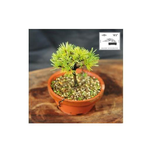 ふるさと納税 花・苗木 盆栽 愛媛県 四国中央市 赤石の泉 赤石五葉松(鉢植え)