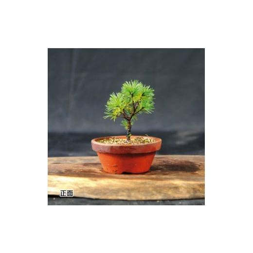 四国五葉松(赤石·石鎚)盆栽　実生苗６９ 本 四国五葉松(赤石·石鎚)盆栽 実生苗69 本 80717-24-