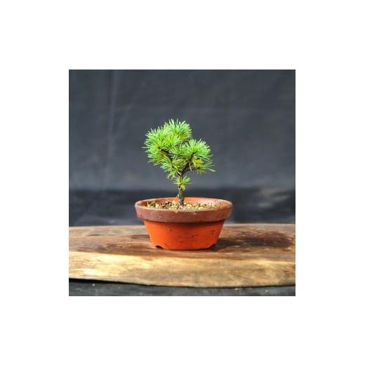 天然水石 赤褐色 盆栽用 錦糸南天 寄植えの盆栽の販売｜盆栽妙 – 盆栽妙 本店