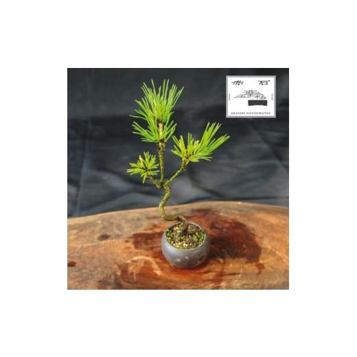 ふるさと納税 花・苗木 盆栽 愛媛県 四国中央市 赤石の泉 黒松(鉢植え)