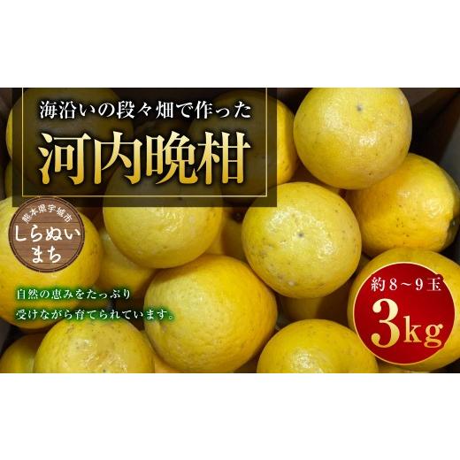 ふるさと納税 みかん・柑橘類 熊本県 - 熊本県宇城市不知火町の海沿いの段々畑で作った「河内晩柑」約3kg(約8-9玉) 晩柑 ばんかん 柑橘 くだもの 果物 フル…