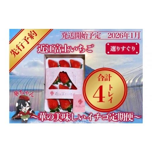 ふるさと納税 いちご 滋賀県 野洲市 先行予約『近江富士いちご』選りすぐり 華の美味しいイチゴ定期便 9~15粒1トレイ×4回