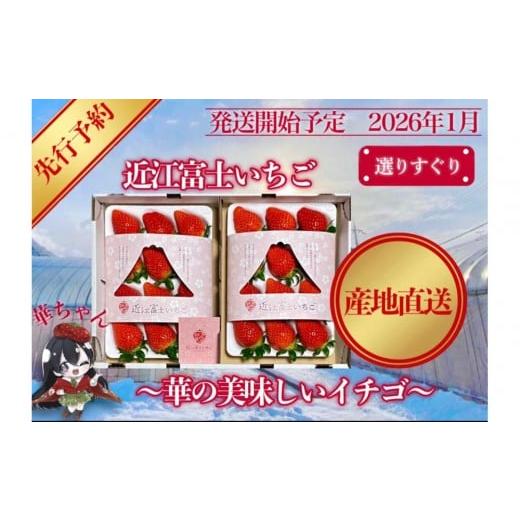 ふるさと納税 いちご 滋賀県 野洲市 先行予約『近江富士いちご』選りすぐり 華の美味しいイチゴ 9~15粒2トレイ