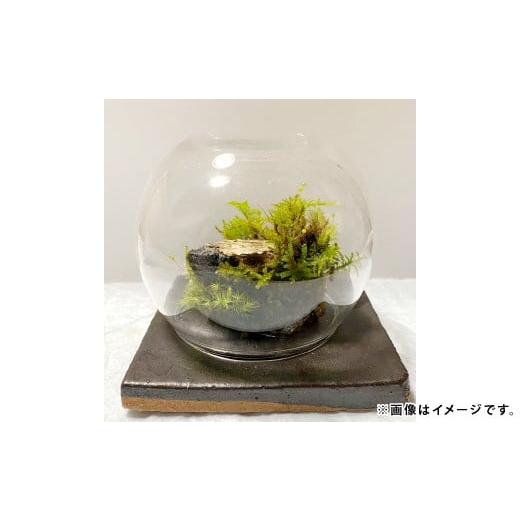 ふるさと納税 雑貨・日用品 島根県 大田市 苔のしずく 苔 こけ テラリウム 飾り インテリア お洒落 唯一無二 自然