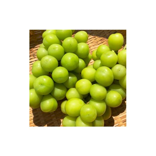 ふるさと納税 ぶどう マスカット 長野県 千曲市 2026年先行予約 シャインマスカット 400g以上(1房) | 葡萄 グレープ 果物 フルーツ シャインマスカット 信州…