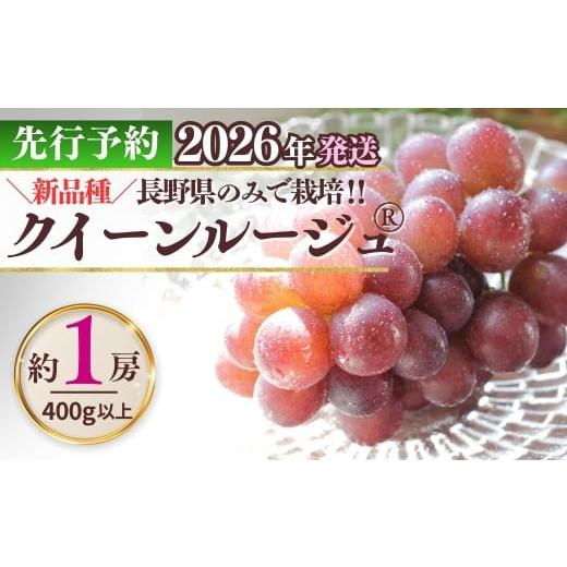 ふるさと納税 果物類 ぶどう 長野県 千曲市 2026年先行予約 クイーンルージュ? 400g以上(1房) | ぶどう 葡萄 ブドウ グレープ 赤ぶどう 種無し 種なし 皮ごと…