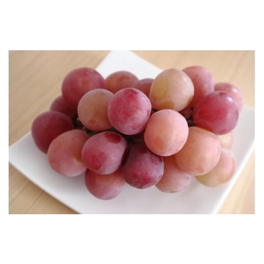 ふるさと納税 果物類 ぶどう 長野県 千曲市 2026年先行予約 クイーンルージュ? 朝摘み 約700g (2房)|果物 フルーツ 赤ぶどう 葡萄 ブドウ 種無し 種なし …