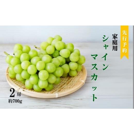 ふるさと納税 ぶどう マスカット 長野県 千曲市 2026年先行予約 訳あり シャインマスカット 約700g(2房) | ぶどう 葡萄 ブドウ 白ぶどう 家庭用 朝採り 新…