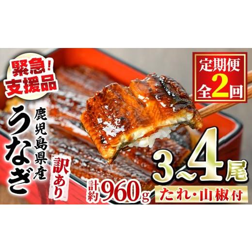 ふるさと納税 うなぎ 鹿児島県 東串良町 0304301b 定期便・全2回 緊急支援品 訳あり 鰻の蒲焼き(無頭)(3〜4尾×2回・計約960g・タレ、山椒付) うなぎ ウナギ …