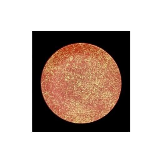 ふるさと納税 陶磁器・漆器・ガラス 和歌山県 高野町 フラットプレート(D)乱糸(マット仕上げ)本朱[NF106] 本朱