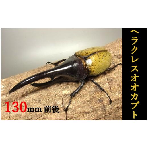 ふるさと納税 生き物 宮崎県 延岡市 ヘラクレスオオカブト♂130mm前後[今だけの限定品]