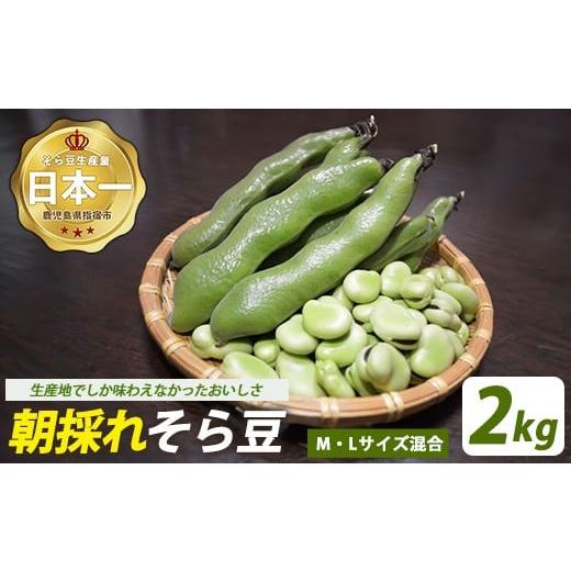 ふるさと納税 豆類 鹿児島県 指宿市 2026年2月下旬〜発送 鹿児島県指宿市産 そら豆 約2kg M・Lサイズ混合 (西村商店/012-2075) そら豆 ソラマメ 鹿児島県産 …