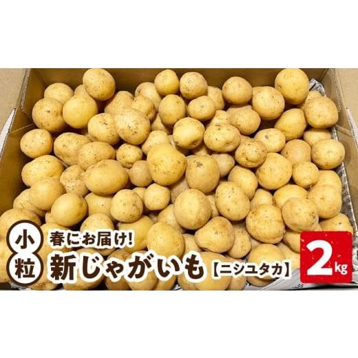 ふるさと納税 野菜類 じゃがいも 鹿児島県 知名町 2026年先行予約受付中 新じゃがいも ニシユタカ 小粒 2kg 3月お届け