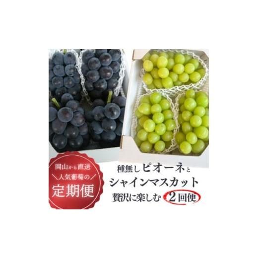 ふるさと納税 ぶどう 岡山県 津山市 発送月固定定期便 2026年先行予約 ピオーネとシャインマスカットの2回便 (岡山県産)全2回 4067502