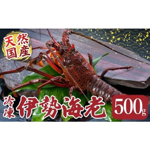 ふるさと納税 エビ 伊勢エビ 三重県 南伊勢町 冷凍 伊勢海老 約500g 伊勢えび 産地直送 天然 国産 海鮮 新鮮 刺し身 味噌汁 焼き物 ギフト 贈答 えび 海老 ebi…