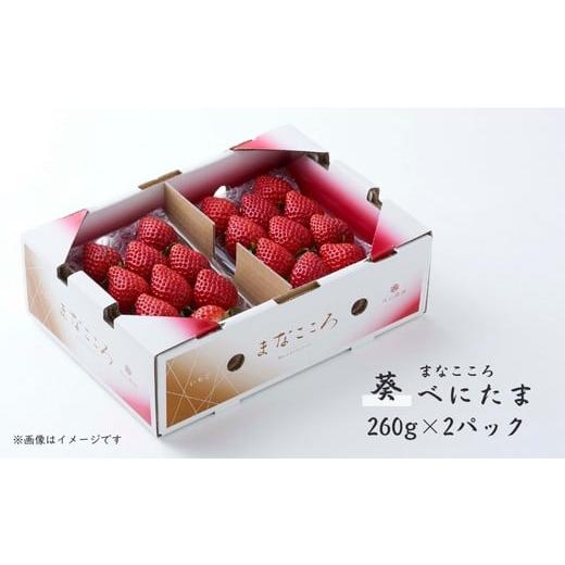 ふるさと納税 いちご 埼玉県 東松山市 先行予約 べにたま 260g×2パック まなこころ・葵 | べにたま ベニタマ イチゴ 苺 いちご あおい 葵 新鮮 箱 2P 真心…