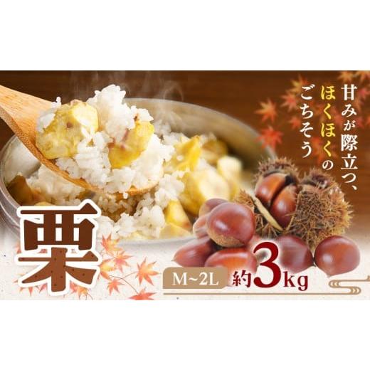 ふるさと納税 果物類 栗 熊本県 菊池市 先行予約 栗 M 〜 2L サイズ 約3kg 日本フルーツ株式会社[2026年9月上旬-10月上旬頃出荷]熊本県 菊池市 栗 くり 熊…