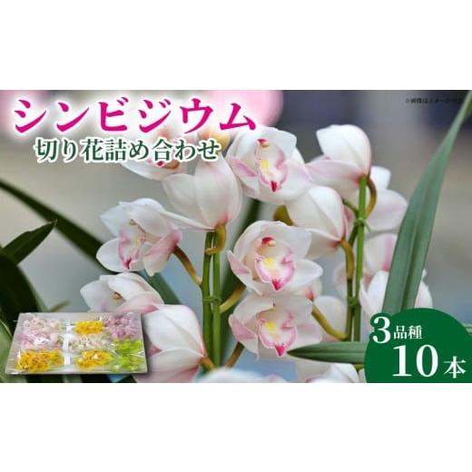 ふるさと納税 雑貨・日用品 花 徳島県 阿波市 洋ラン 生花 花 シンビジウム 切り花 詰め合わせ 蘭 洋蘭 季節 限定 徳島県 阿波市