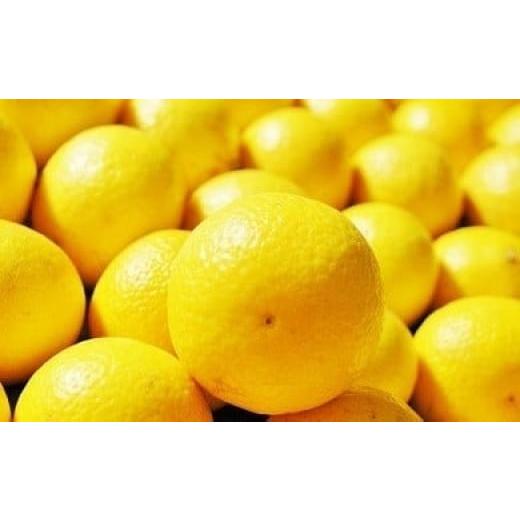 ふるさと納税 みかん・柑橘類 神奈川県 小田原市 [超希少商品]神奈川生まれの柑橘 ハウス栽培の湘南ゴールド 出荷開始:2026年2月15日出荷開始〜20…