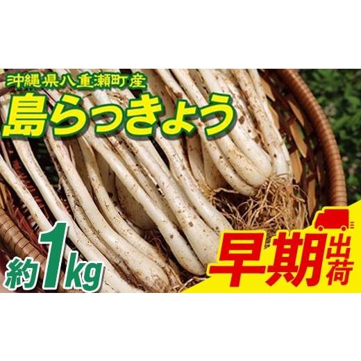 ふるさと納税 野菜類 沖縄県 八重瀬町 沖縄県八重瀬町産 島らっきょう約1kg 早期出荷分 - 国産 生らっきょう 甘酢漬け 漬物 天ぷら チャンプルー 有機栽培 お…
