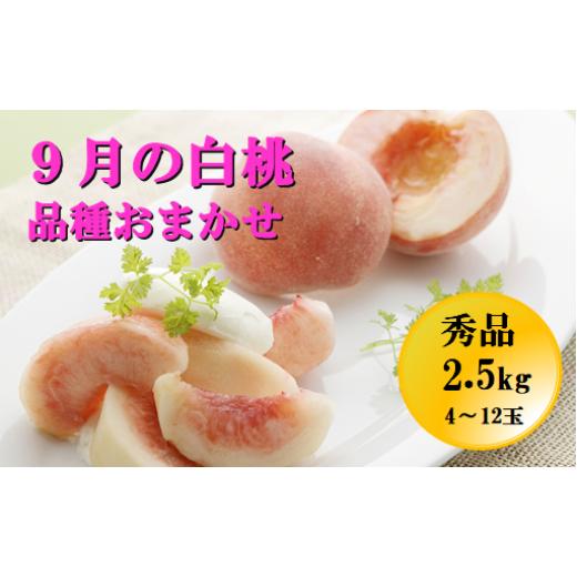 ふるさと納税 もも 山形県 天童市 08-05-039 もも：9月の白桃2.5kg