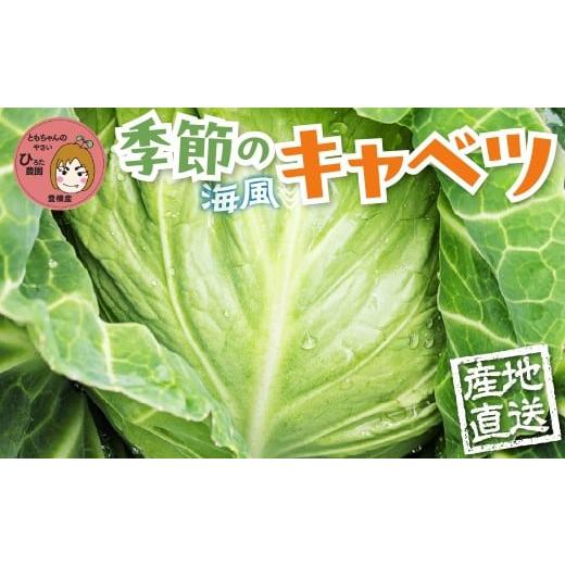 ふるさと納税 野菜類 愛知県 豊橋市 旬のキャベツ 2玉 1回お届け 愛知県豊橋産 海風そだち 潮風 ともちゃんのやさい 直売所で大人気 愛知県 豊橋市 安心野菜 …